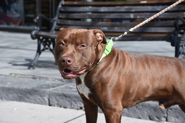Güzel kahverengi Pitbull köpeği sabah bankta