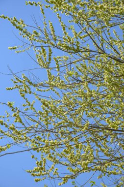 Sabah Bitki 'de Bahar Yaprağı