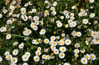 Baharda çimlerin üzerinde papatya çiçekleri