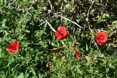 Baharda çimlerde kırmızı gelincikler