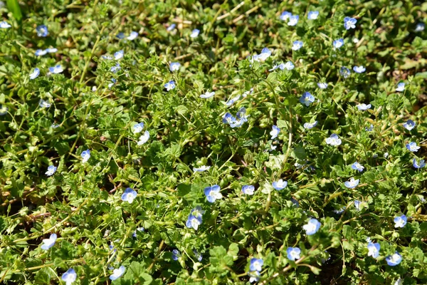 Baharda sabah çimlerde küçük mavi çiçekler