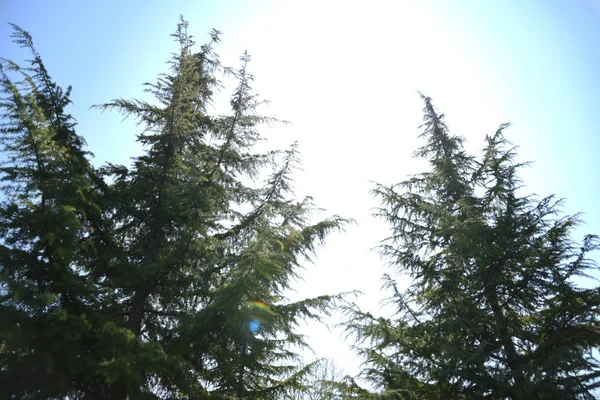 Sabaha Bahar Ağaçları