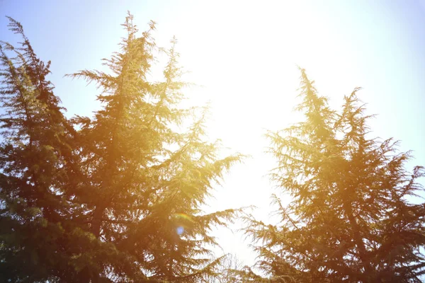 Sabaha Bahar Ağaçları