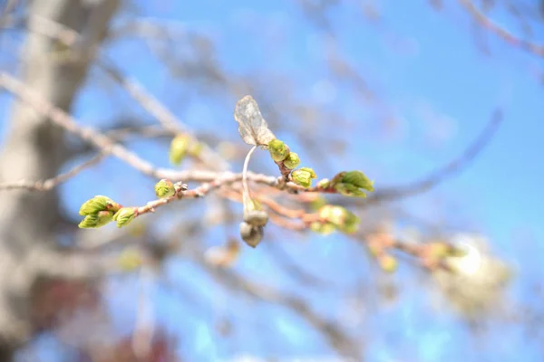 Весняні Дерева Вранці — стокове фото