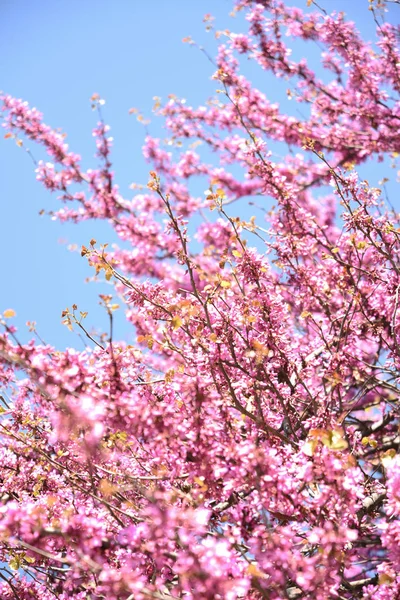 Bahara kadar ağaçta güzel ve renkli pembe çiçekler