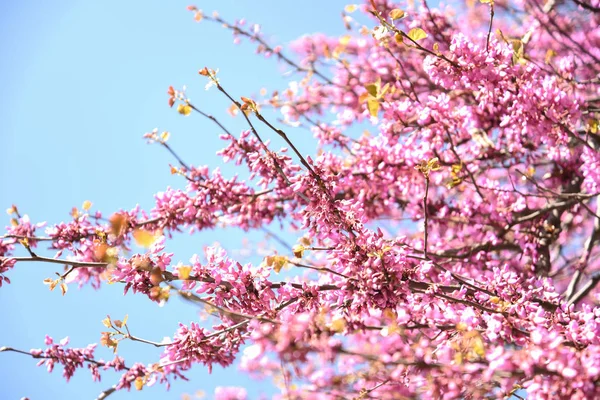 Bahara kadar ağaçta güzel ve renkli pembe çiçekler