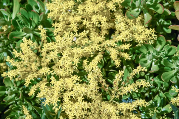 カラフルな春の花の庭 — ストック写真