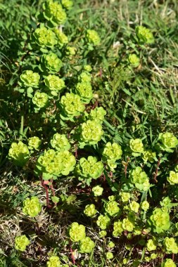 Çimlerde bahar çiçekleri