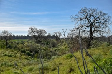 Meşe ile sabah ahşap