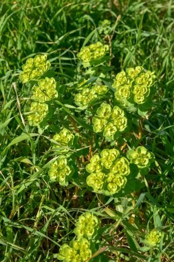 Çimlerde bahar çiçekleri