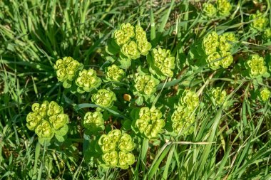 Çimlerde bahar çiçekleri