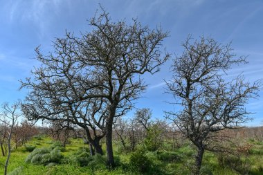 Sabaha kadar içinde küçük ve büyük meşeler olan odunlar