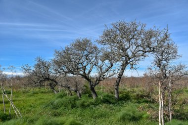 Sabaha kadar içinde küçük ve büyük meşeler olan odunlar
