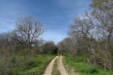 Sabaha kadar içinde küçük ve büyük meşeler olan odunlar