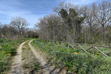 Sabaha kadar içinde küçük ve büyük meşeler olan odunlar