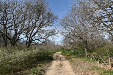 Sabaha kadar içinde küçük ve büyük meşeler olan odunlar