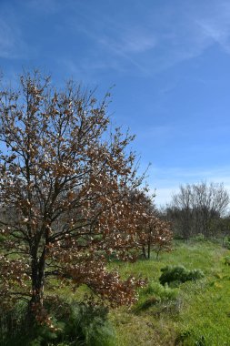 Sabaha kadar içinde küçük ve büyük meşeler olan odunlar