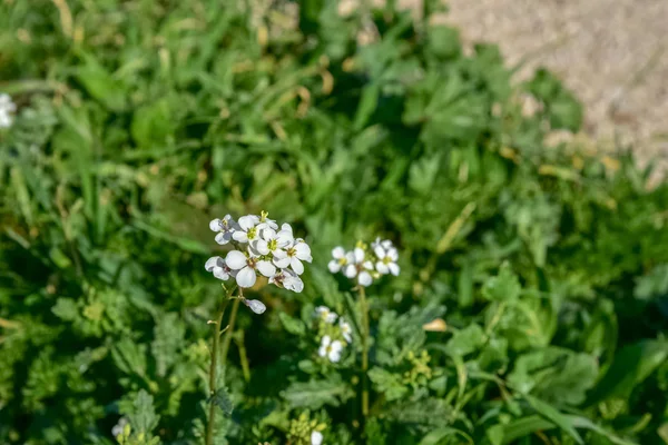 草の中の春の花 — ストック写真