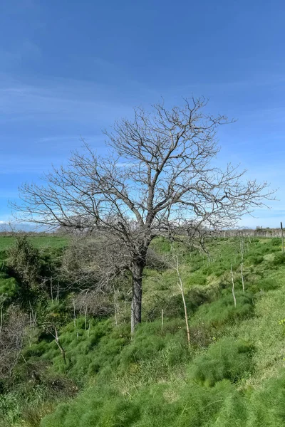 Meşe ile sabah ahşap