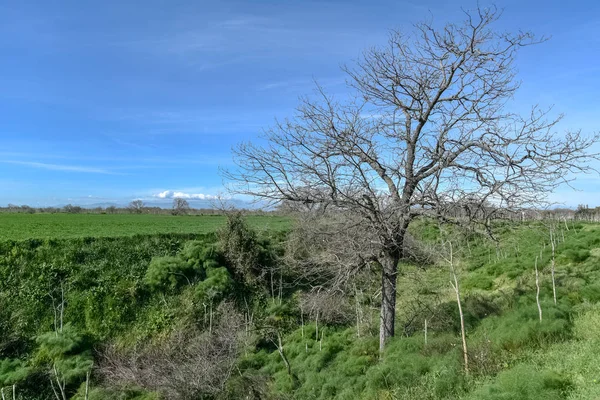 Meşe ile sabah ahşap