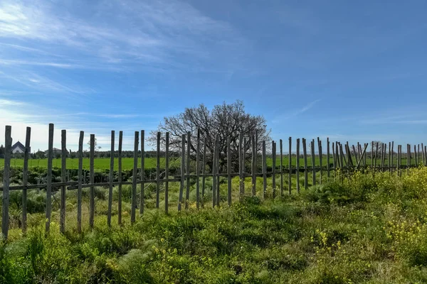 Hout Door Ochtend Met Eiken — Stockfoto