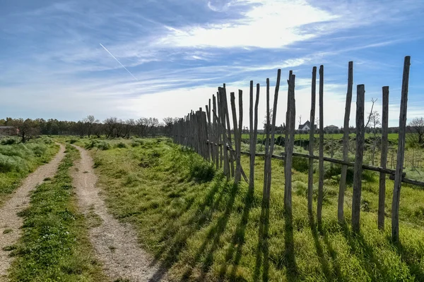 Meşe ile sabah ahşap