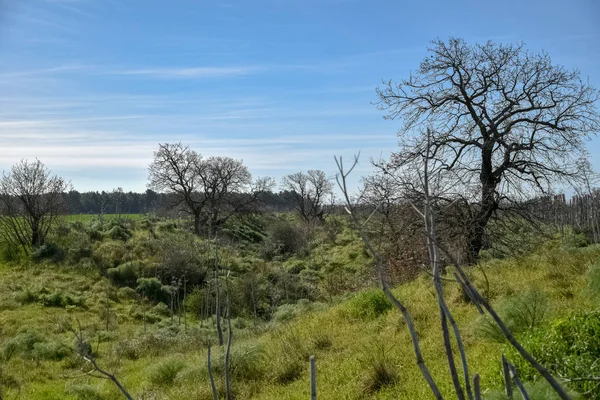 Meşe ile sabah ahşap