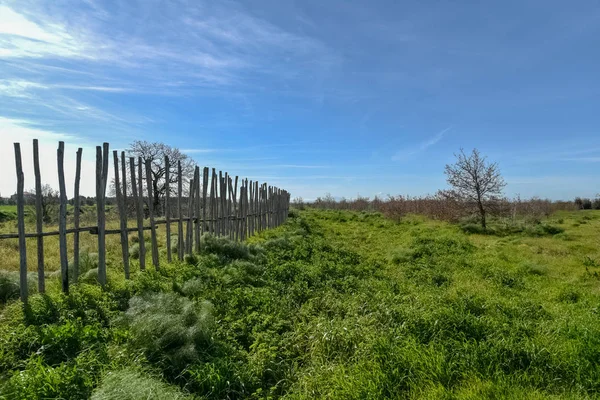 Meşe ile sabah ahşap