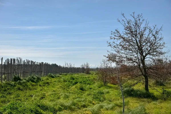 Trä Morgonen Med Ekar — Stockfoto