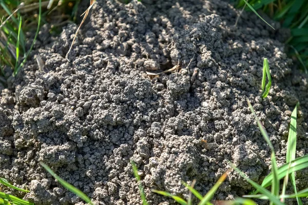 Mole Menggali Bawah Tanah Rumput — Stok Foto