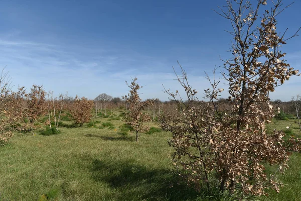 Sabaha kadar içinde küçük ve büyük meşeler olan odunlar