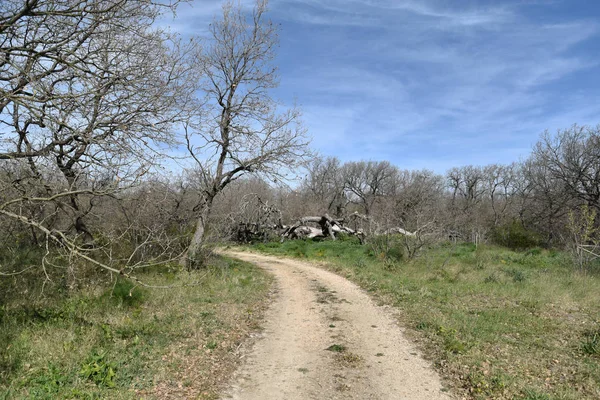 Sabaha kadar içinde küçük ve büyük meşeler olan odunlar