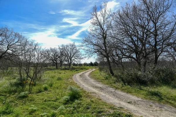 Trä Med Några Små Och Stora Ekar Inne Morgonen — Stockfoto