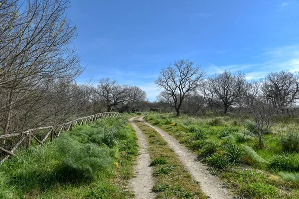 Sabaha kadar içinde küçük ve büyük meşeler olan odunlar