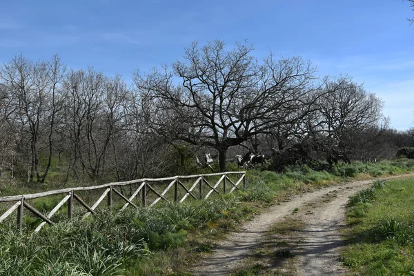 Sabaha kadar içinde küçük ve büyük meşeler olan odunlar