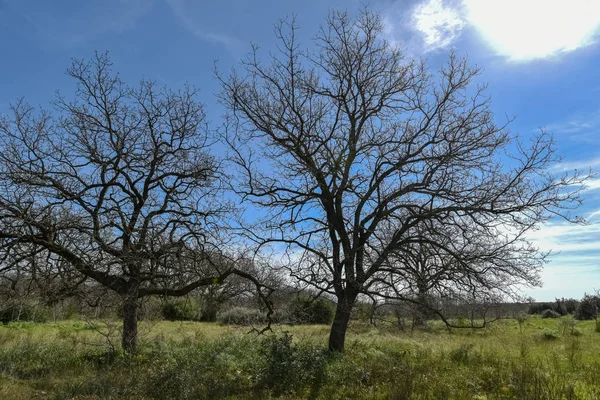 Sabaha kadar içinde küçük ve büyük meşeler olan odunlar