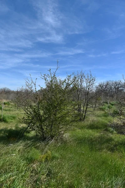 Sabaha kadar içinde küçük ve büyük meşeler olan odunlar