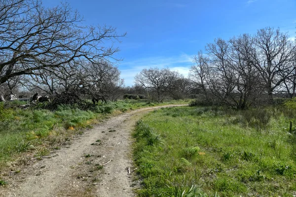 Sabaha kadar içinde küçük ve büyük meşeler olan odunlar