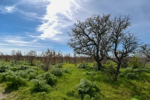 Sabaha kadar içinde küçük ve büyük meşeler olan odunlar