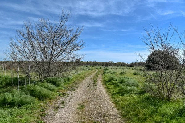 Sabaha kadar içinde küçük ve büyük meşeler olan odunlar