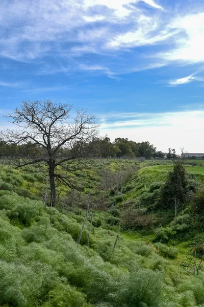 Wald Mit Kleinen Und Großen Eichen Morgen — Stockfoto