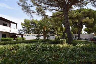 Sabaha Köy 'de Çam Ağaçları