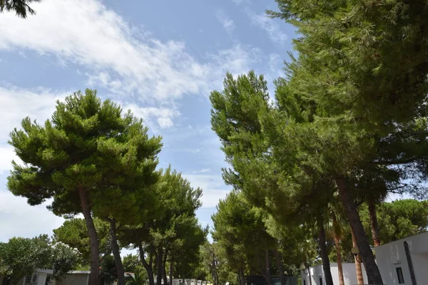 Sabaha Köy 'de Çam Ağaçları