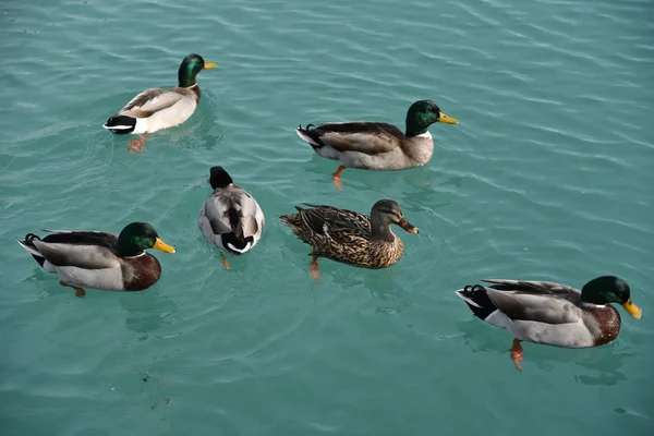 Enten Schwimmen Wasser — Stockfoto