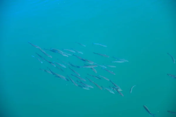 Superfície Mar Pela Manhã — Fotografia de Stock