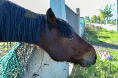 Sabaha kadar çiftçide at