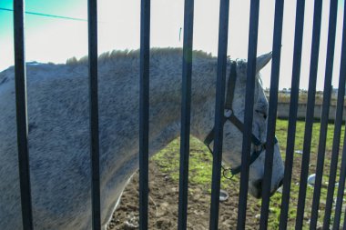 Sabaha kadar çiftçide at