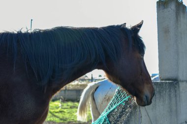 Sabaha kadar çiftçide at