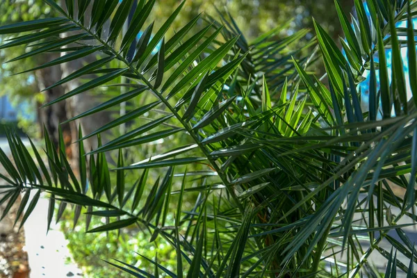 Yol kenarında palmiye