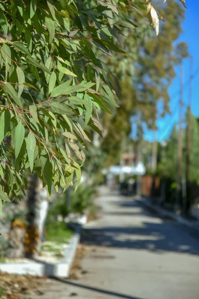 Sabaha kadar Siponto dere ve yol küçük bir parçası
